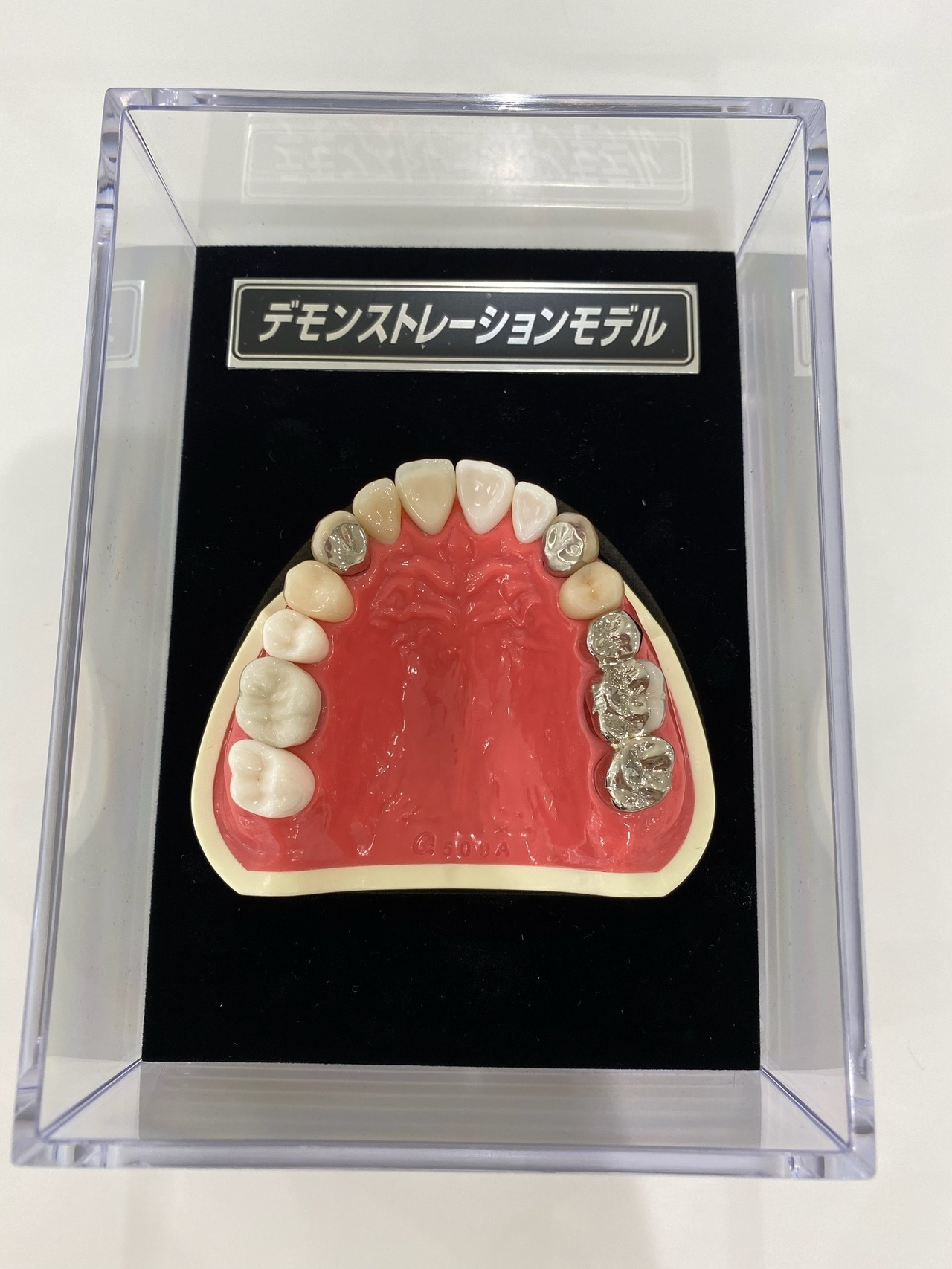 被せ物見本模型